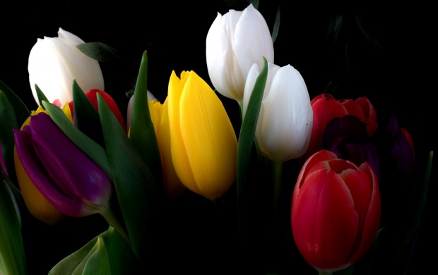 Tulips Flowers Bouquet With Black Background