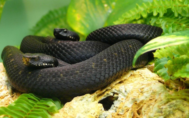 Two Black Mamba Snake
