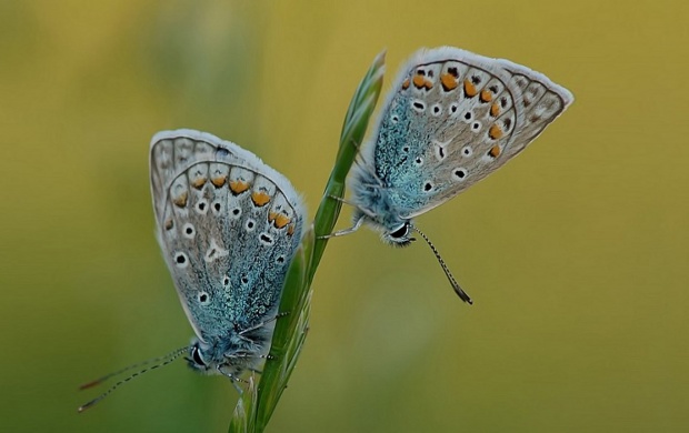 Two Butterflies Sitting On A Grass