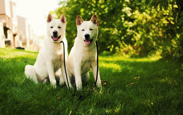 Two Dog On Grass