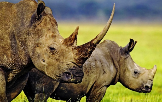 Two Horned Rhino