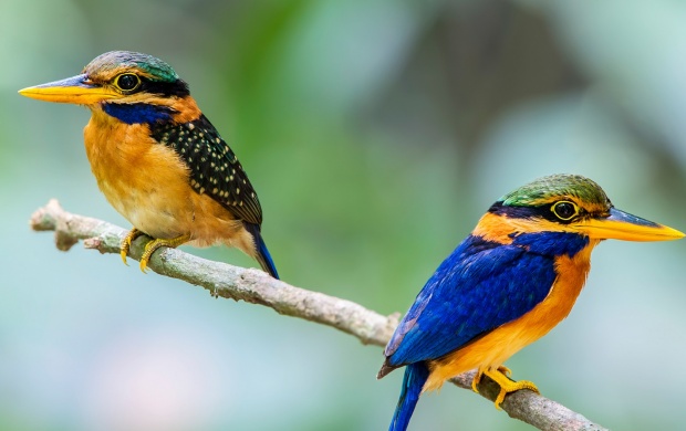 Two Kingfisher Bird