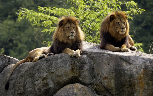 Two Lions Sitting At Rocks