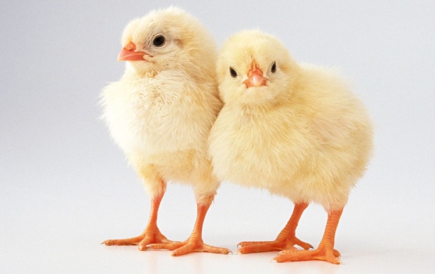 Two Little Yellow Chicks