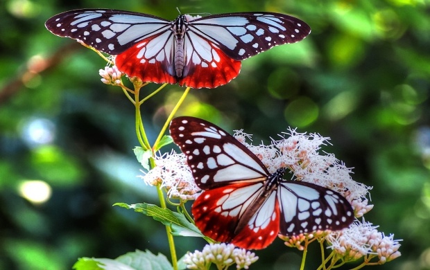 Two Lovely Butterflies
