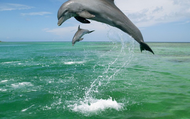 Two Playing And Jumping Dolphins