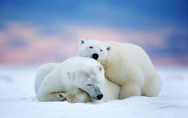 Two Polar Bears Sleeping In Arctic