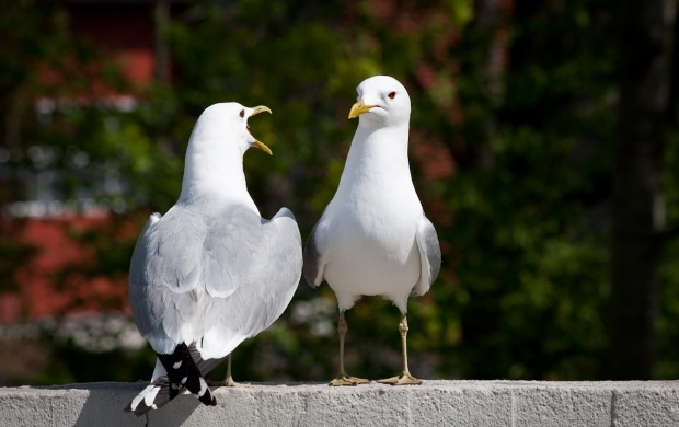 Two White Birds