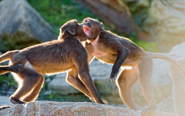 Two Young Geladas Baboons Playing