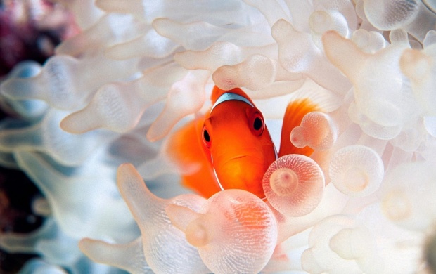 Underwater Little Golden Fish