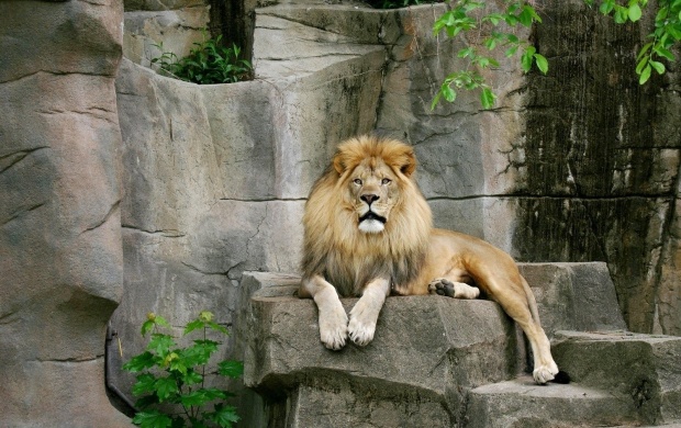 Very Beautiful Lion