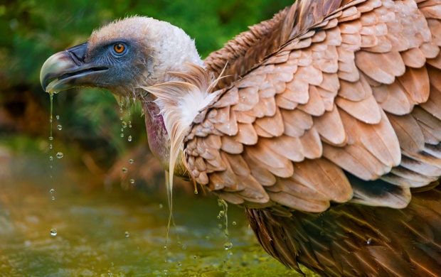 Vulture Drinking Water
