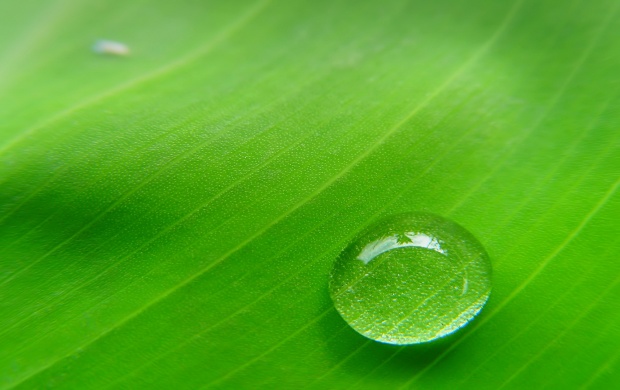 Water Drop In The Leaf