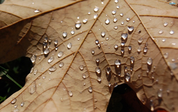 Water Drops on Autumn Leaf