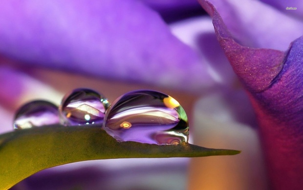 Water Drops on Purple Flower