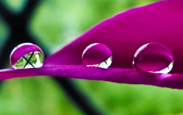 Water Drops on Purple Leaf