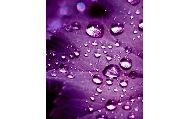 Water Drops Purple Background