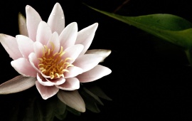 Water lily (click to view)