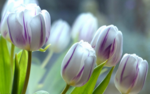 White And Purple Tulips