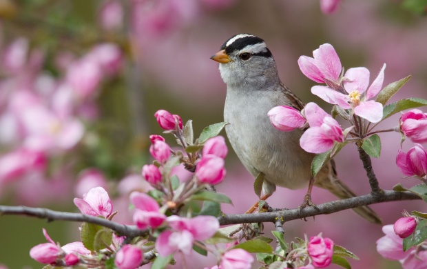 White Birds Sparrow Montana Pink Flowers