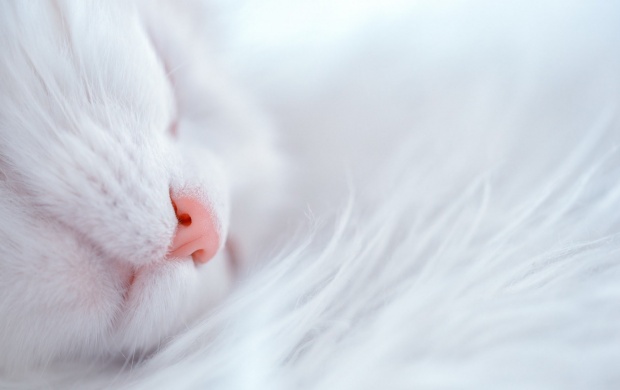 White Cat Sleep Cute Nose