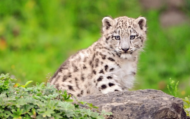 White Cutest Snow Leopard Cub