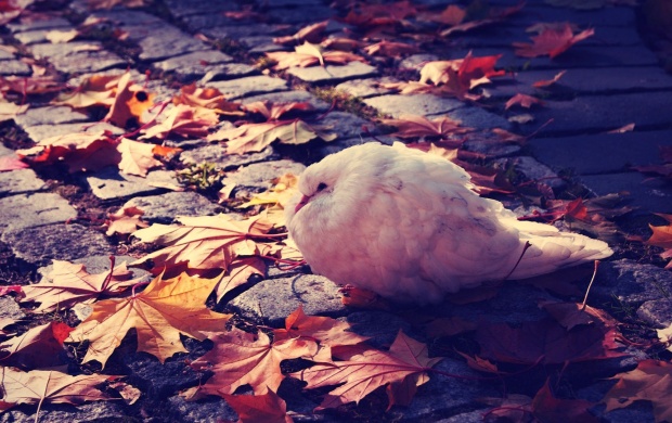 White Dove Autumn Leaves