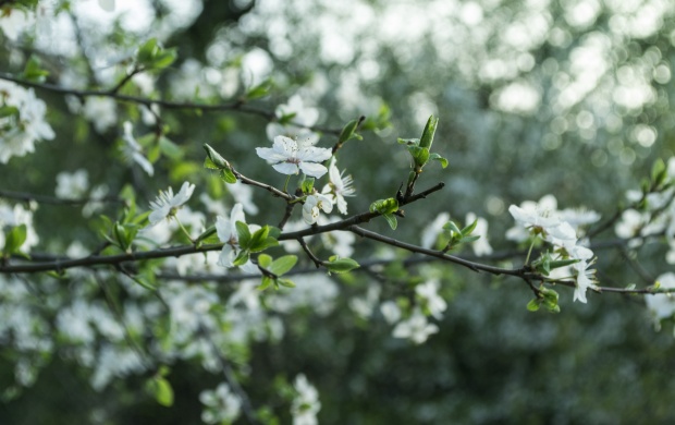 White Flowers On Tree Branch