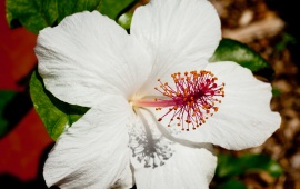 White Hibiscus (click to view)