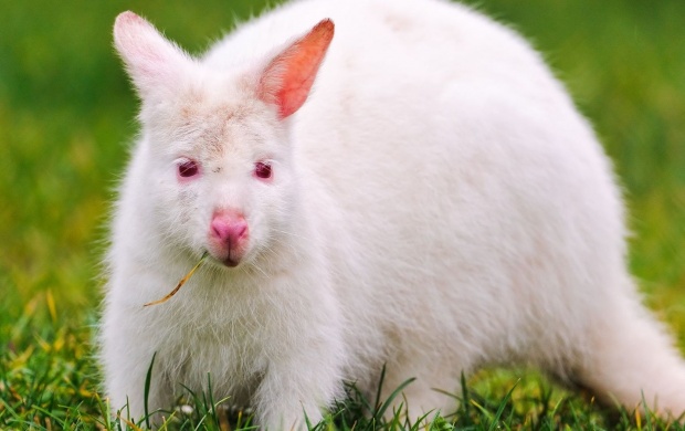 White Kangaroo In The Grasses