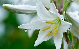 White Lily Flowers (click to view)