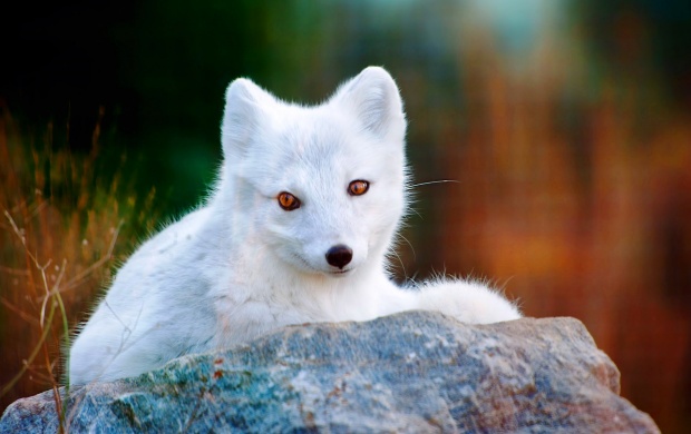 White Polar Arctic Fox