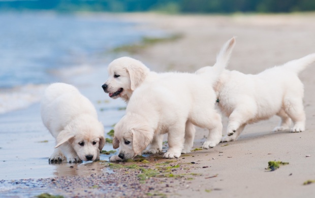 White Puppies At Beach