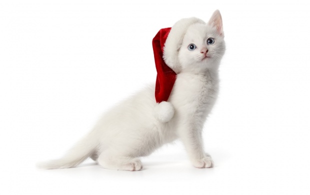 White Santa Cat