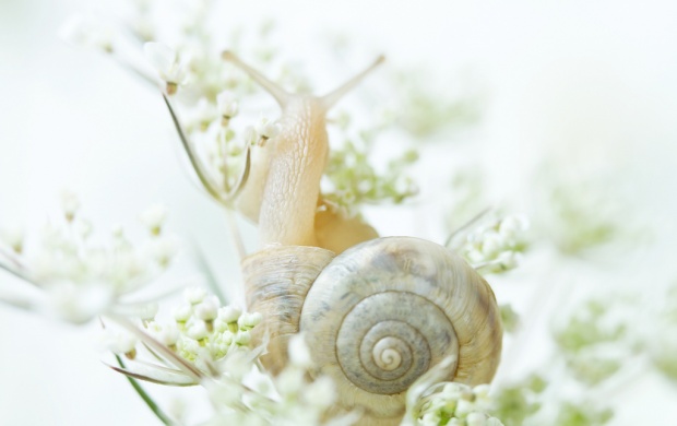 White Snail Animal