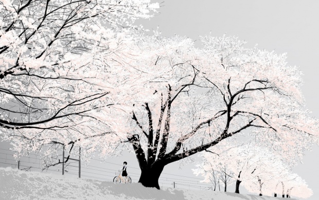 White Snowy Trees