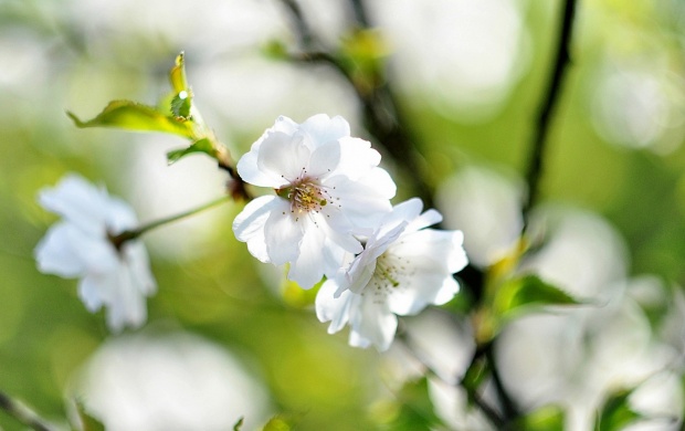 White Spring Cherry Flowers Branches