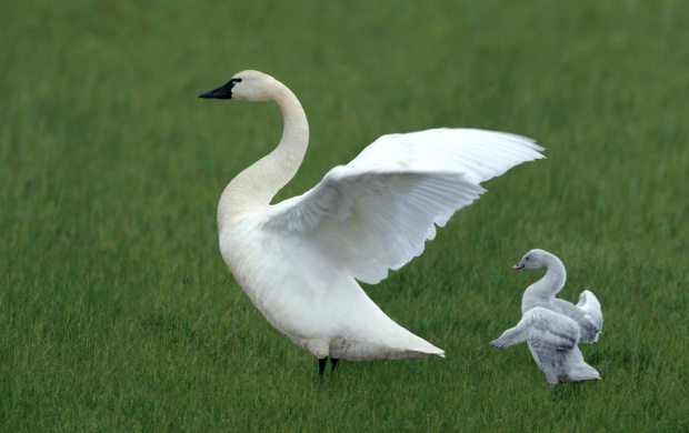 White Swan And Baby