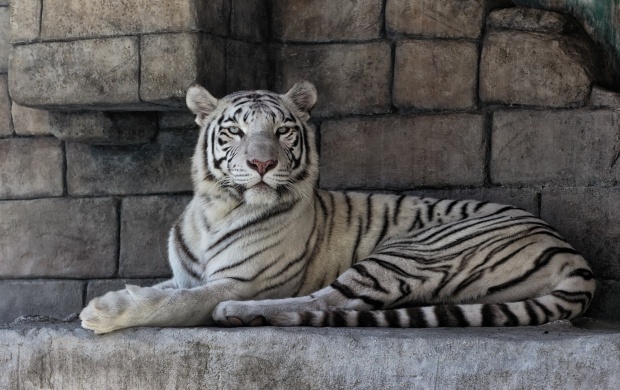 White Tiger At Rock Wall