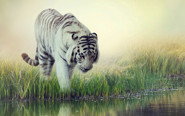 White Tiger At Water