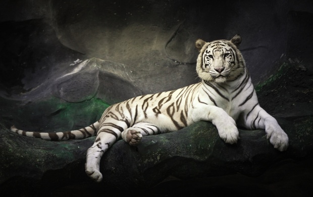 White Tiger Rest At Stones