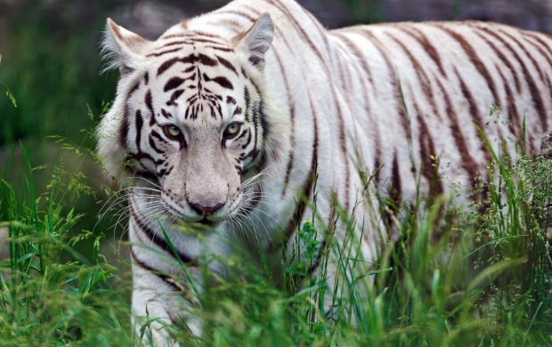 White Tigress In The Grass