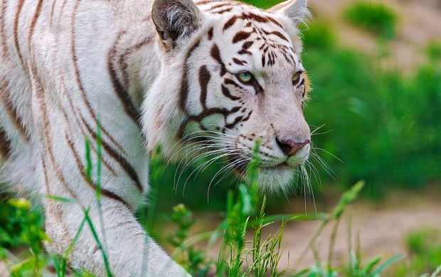 White Tigress Walking In The Grass