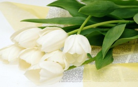 White Tulips (click to view)
