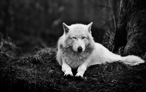 White Wolf And Dark Forest