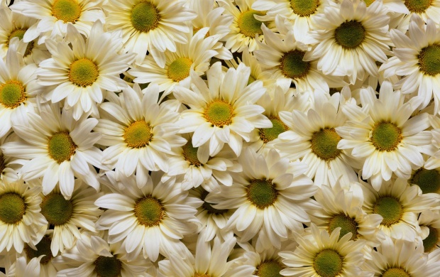 White Yellow Daisies Flowers