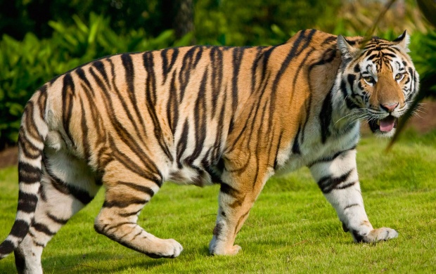 Wide Tiger