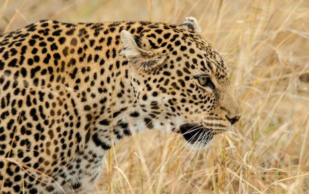Wild Cat Leopard Face