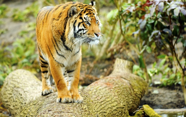 Wild Tiger On Timber