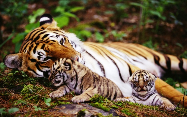 Wild Tiger Two Cubs
